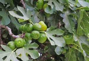 Read more about the article Figurative Fig Leaves