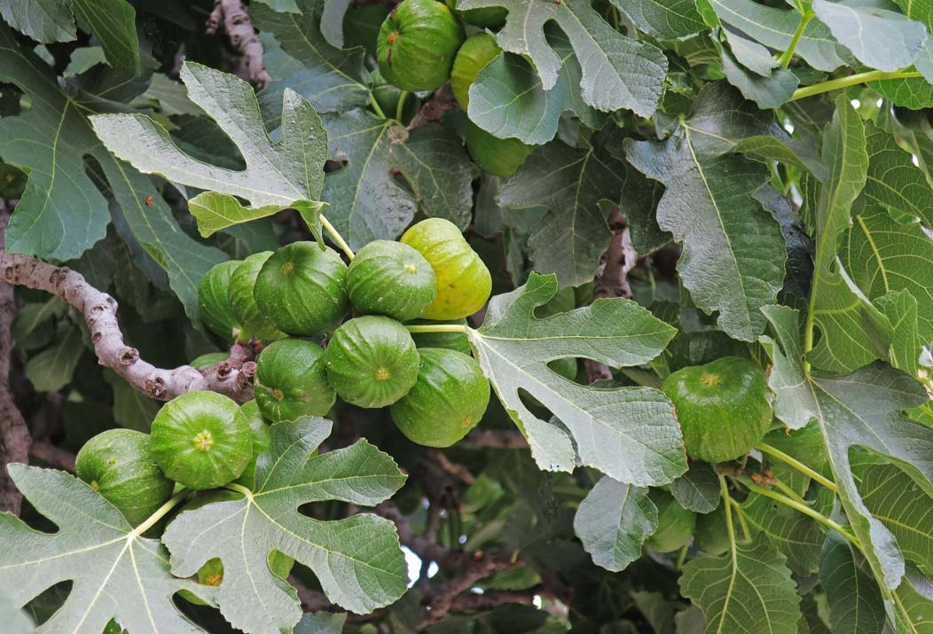 Figurative Fig Leaves